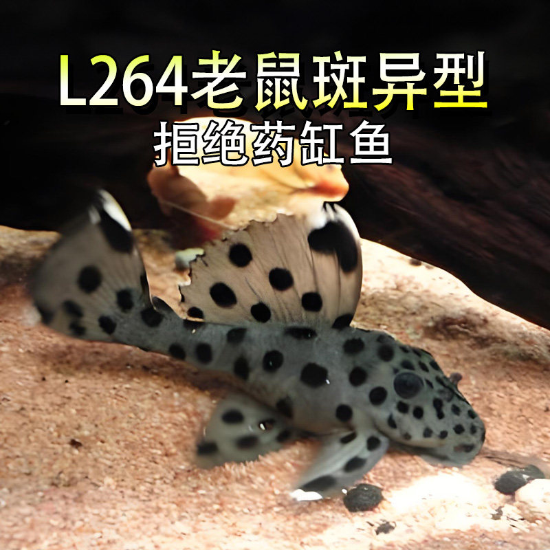 L264老鼠斑异型观赏淡水