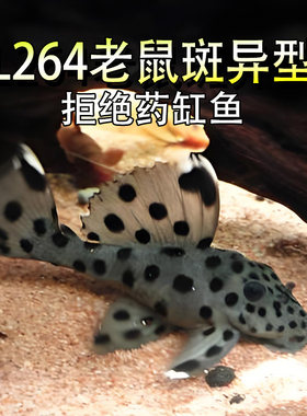 L264老鼠斑异型观赏淡水