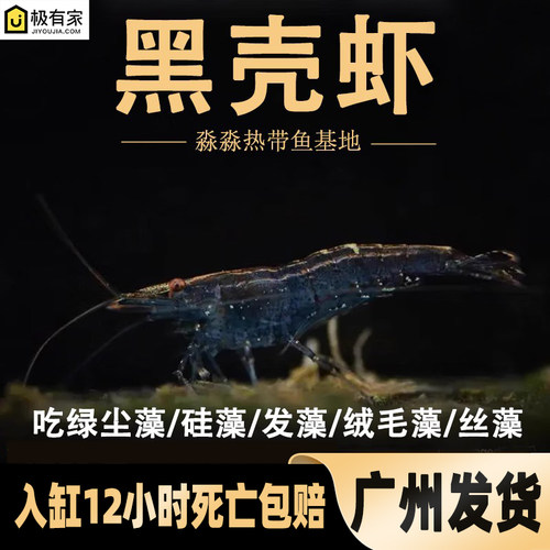 除藻黑壳虾淡水草缸除苔藻
