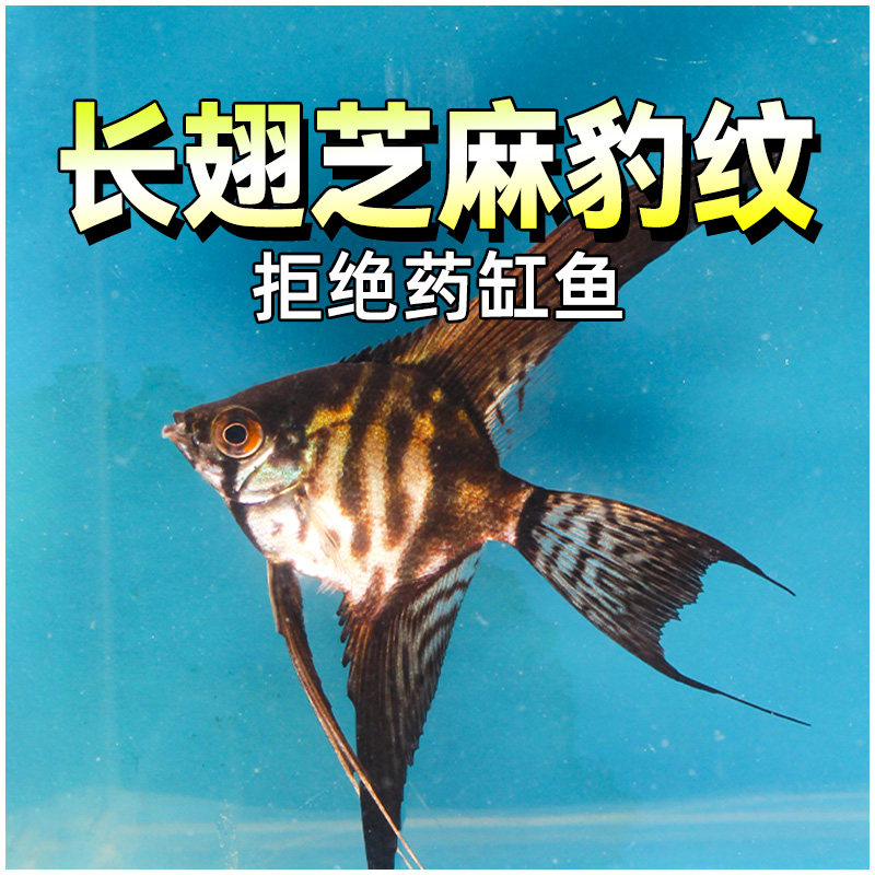 秘鲁长翅芝麻豹纹神仙鱼活鱼七彩燕鱼三色金仙红蓝魔鬼热带观赏鱼