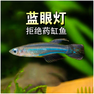 蓝眼灯热带淡水原生鱼小型中层鱼蓝眼幽灵灯鱼群游溪流活体观赏鱼