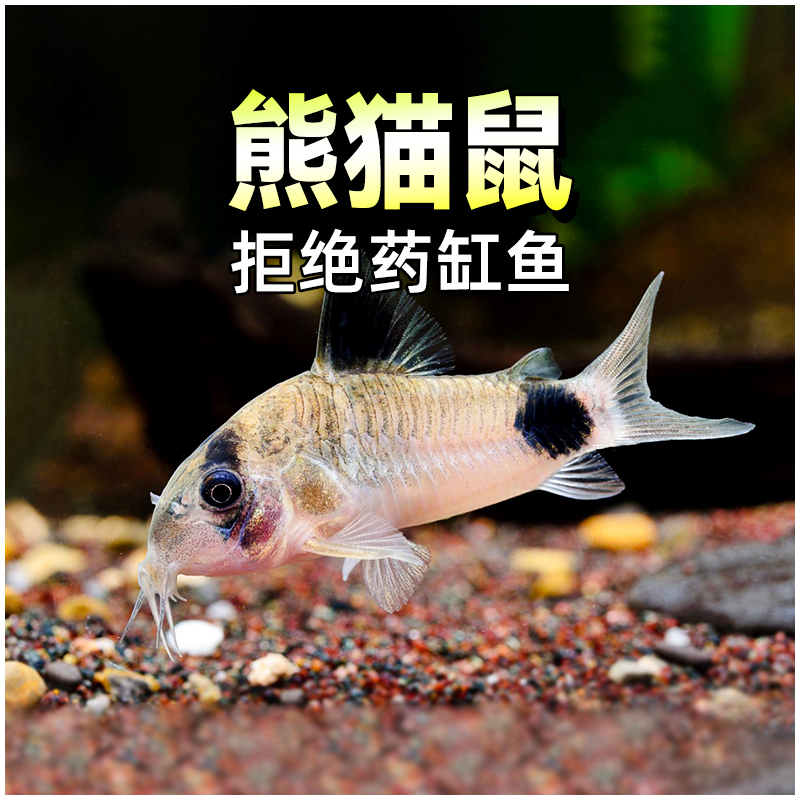 鼠鱼淡水除藻活体小型底栖包邮