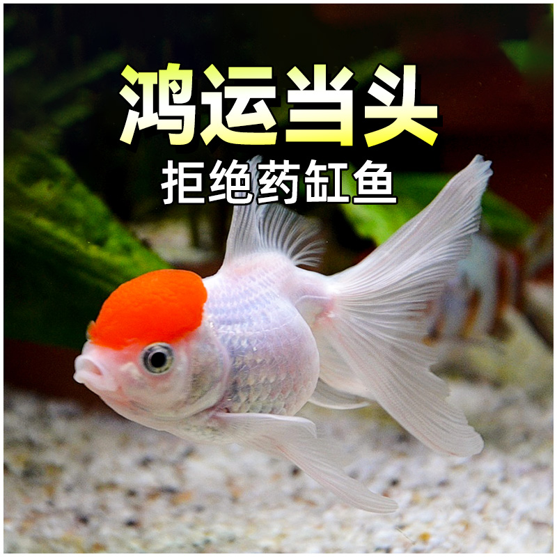 鸿运当头金鱼冷水观赏鱼蝶尾