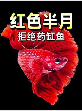 斗鱼斗鱼活体红色半月斗鱼活体半月红色斗鱼活体斗鱼活体生态瓶观