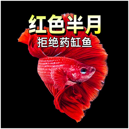斗鱼活体红色半月斗鱼生态瓶