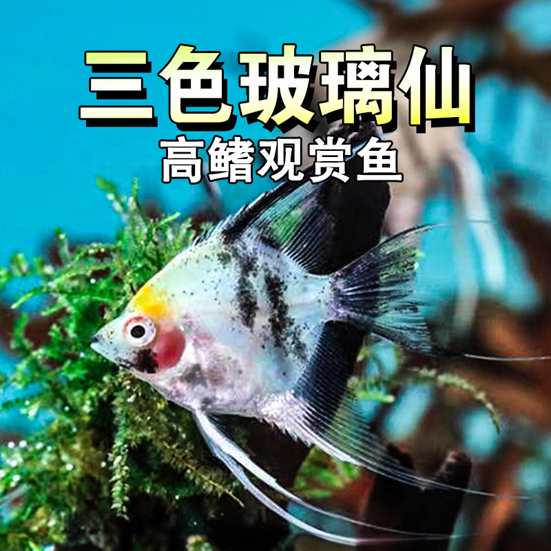 高鳍三色玻璃神仙鱼熊猫水族招财风水热带鱼燕淡水观赏鱼草缸活体