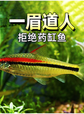 一眉道人美人鱼观赏鱼热带鱼宝莲灯鱼原生红鼻子剪刀一线飞狐黑线
