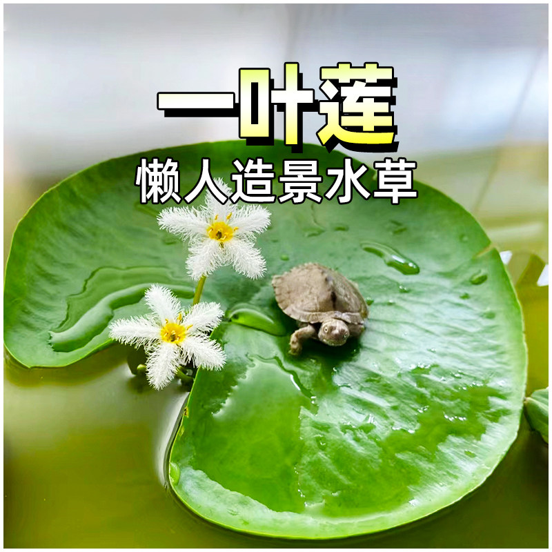 一叶莲浮萍水草植物鱼虾缸净水睡莲水芙蓉和鱼共养水上水培植物,宠物/宠物食品及用品,水草,淘宝优惠券,粉丝福利购,淘宝优惠卷