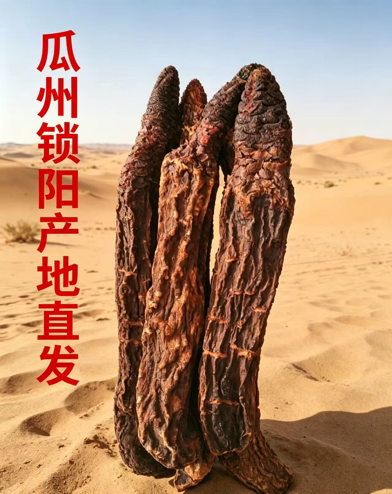 瓜州锁阳金锁阳干货泡酒中药材中药材大漠金锁阳男性泡酒甘肃