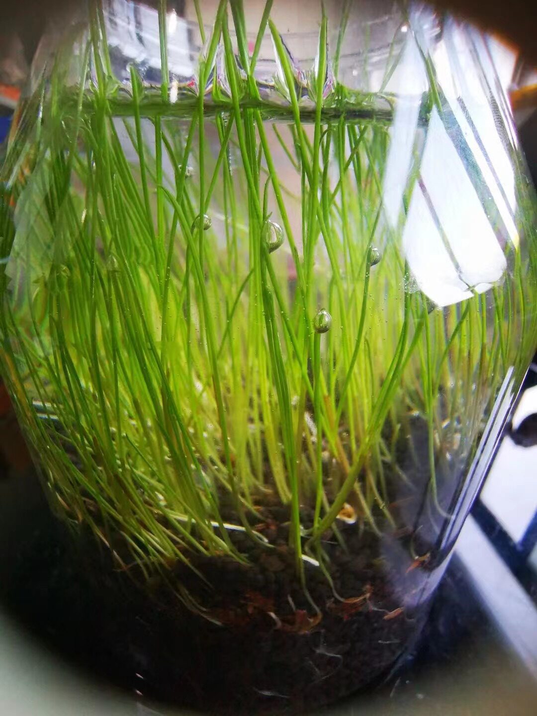 生态瓶含水草泥及水草种子 五年级科学制作