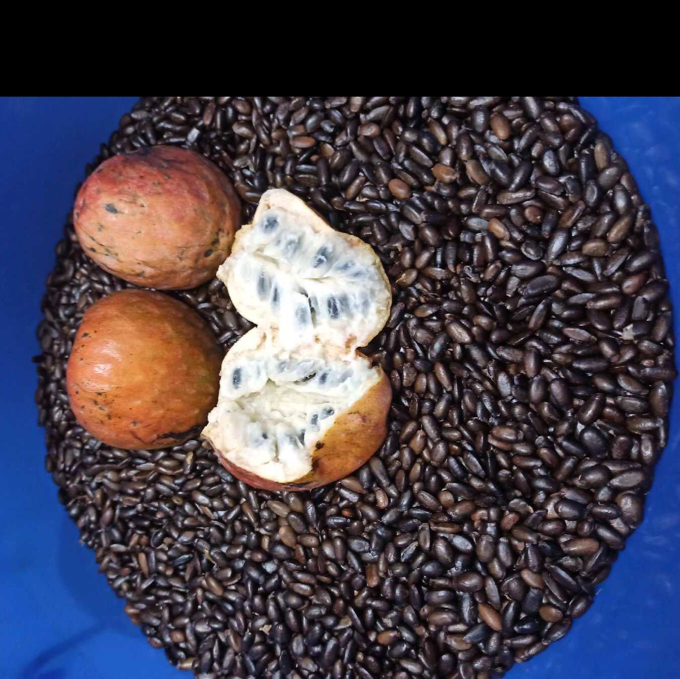 云南当季西双版纳新鲜傣家水果牛心果牛心梨牛心番荔枝包邮