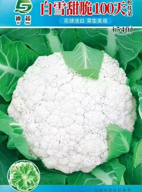 迪蔬白雪甜脆100天花椰菜种子 540松花菜种籽 大田高产洁白