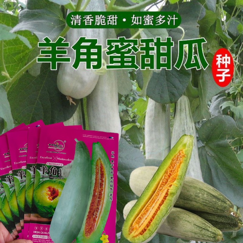 正宗羊角蜜甜瓜春秋种当季新鲜应家庭园艺种子