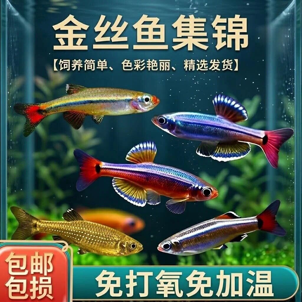 白云金丝鱼大帆金丝草缸灯科鱼图片