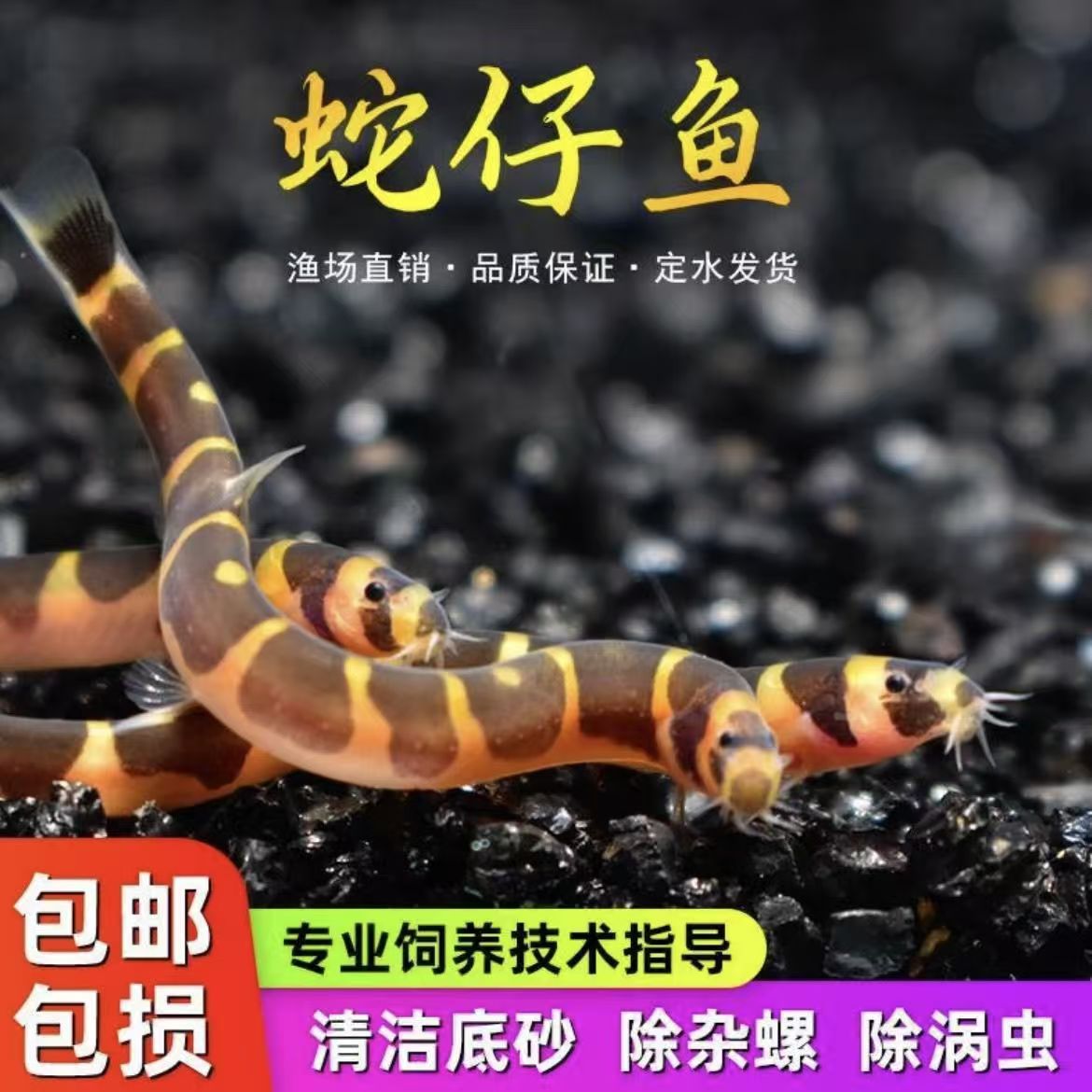 蛇仔鱼苦力泥鳅观赏鱼热带鱼除蛋白虫涡虫清洁鱼好养易活可混养鱼