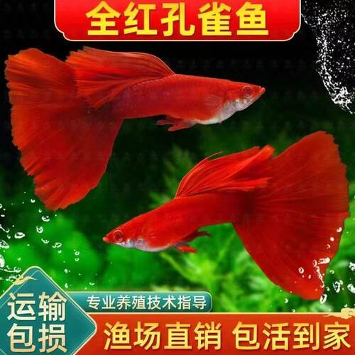 纯种热带孔雀鱼胎生好养活体
