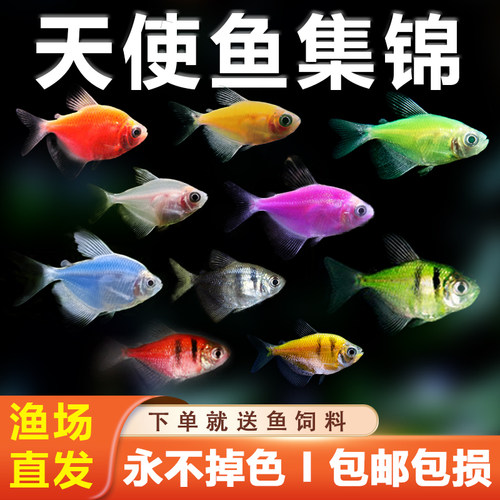 天使鱼观赏鱼大号淡水热带鱼