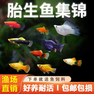 皮球鱼玛丽鱼红箭红玛丽米奇牡丹红白剑胎生鱼热带观赏鱼黑尾月光