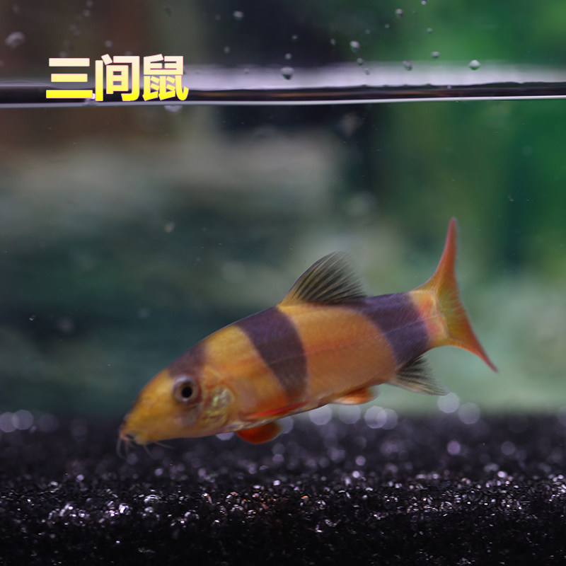 金苔鼠鱼活体③底栖清洁鱼工具鱼三间鼠鱼九间鼠银河潜水艇鼠汐灵