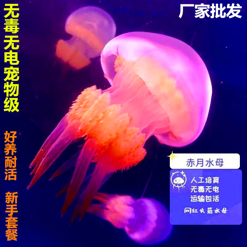 水母活物小宠物海月倒立缸批发