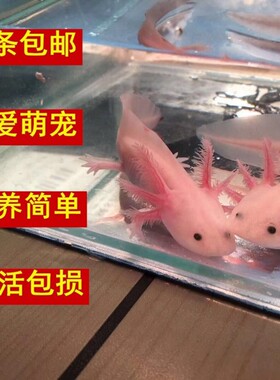 动物养活美西六角恐龙鱼适合小孩