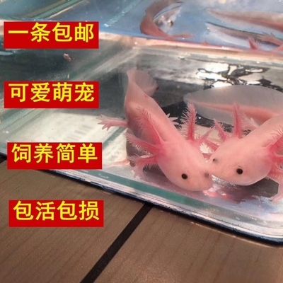 动物养活美西六角恐龙鱼适合小孩