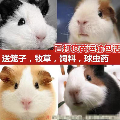 豚鼠荷兰猪活物已打疫苗自家养殖公仔活体小宠物天竺鼠送笼粮食药