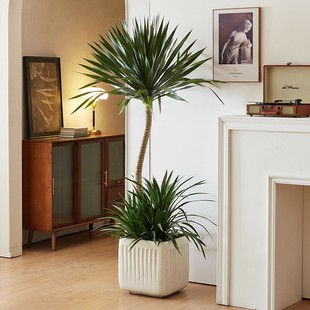 造型龙血树大型网红室内客厅办公室植物老桩四季 植物绿植大盆北欧