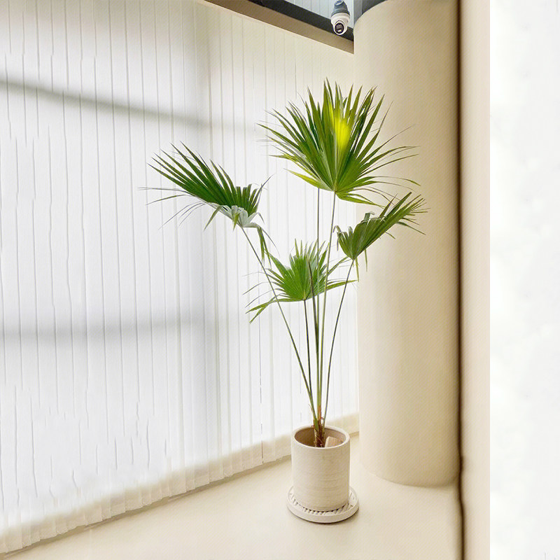 网红大蒲葵盆栽室内吸甲醛植物庭院阳台花园造景净化空气耐寒绿植