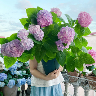 巨型无尽夏绣球花苗多季 节开花阳台别墅庭院耐寒植物盆栽花卉老桩