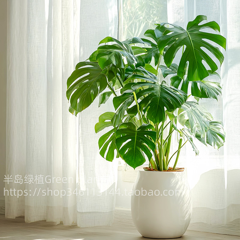龟背竹客厅大盆栽室内大叶老桩大植物电视柜旁边大型绿植落地卧室,鲜花速递/花卉仿真/绿植园艺,大型绿植/成品组合盆栽,淘宝优惠券,粉丝福利购,淘宝优惠卷