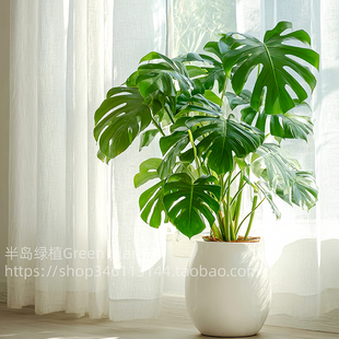 龟背竹客厅大盆栽室内大叶老桩大植物电视柜旁边大型绿植落地卧室