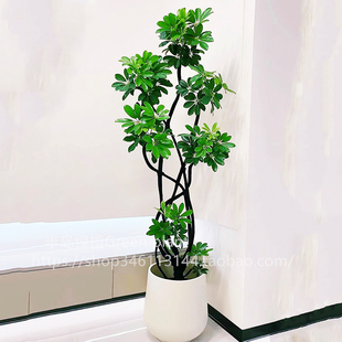 造型鸭脚木客厅大盆栽鸭掌木鹅掌柴室内落地式 常青绿植物 大型四季