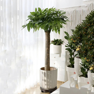 室内办公室绿植大型植物落地辫子发财树大棵盆栽办公客厅开业招财
