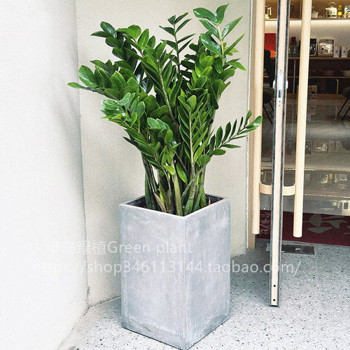 金钱树盆栽植物室内花卉大型客厅好养绿植大摇钱串子招财发财树