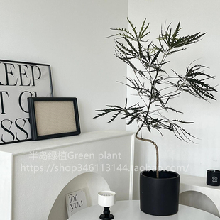 孔雀木绿植盆栽室内客厅办公室桌面植物小盆栽四季 常青懒人好养活