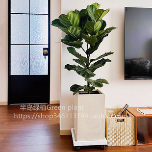 大型绿植网红琴叶榕盆栽北欧室内客厅办公室乔迁新居好养活大叶