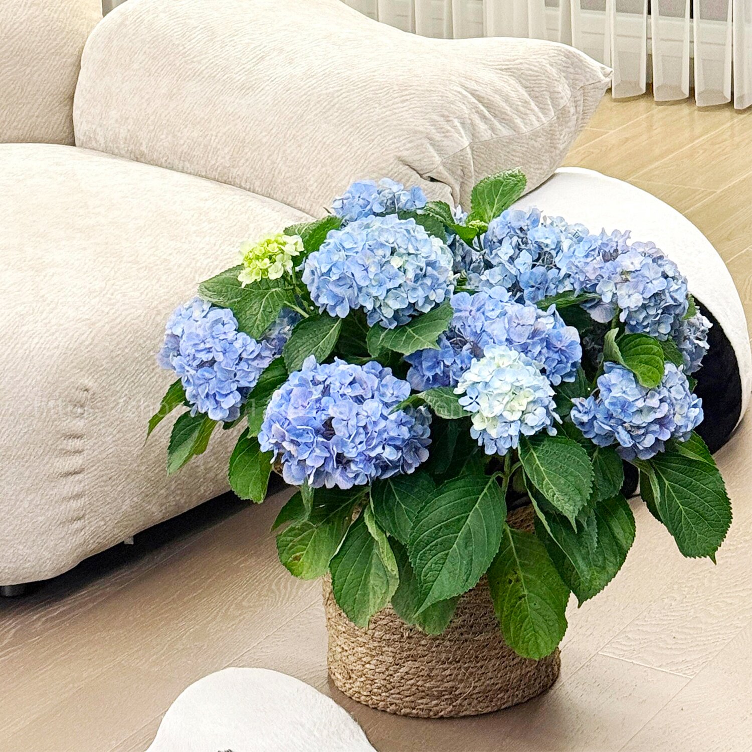 无尽夏老桩绣球花盆栽四季开花图片