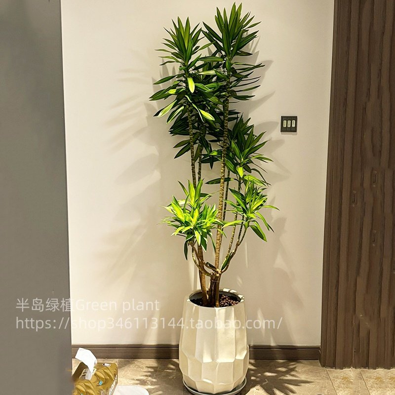 百合竹客厅大盆栽室内高级感大型绿植高端造型百合竹落地植物好养,鲜花速递/花卉仿真/绿植园艺,大型绿植/成品组合盆栽,淘宝优惠券,粉丝福利购,淘宝优惠卷