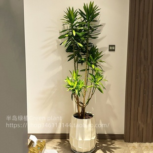 百合竹客厅大盆栽室内高级感大型绿植高端造型百合竹落地植物好养