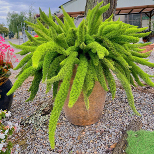 狐尾天门冬盆栽植物庭院花园阳台绿植四季常青高档花卉九尾狐易养