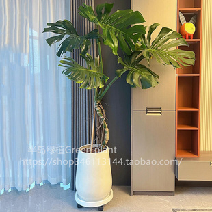 龟背竹客厅大盆栽室内客厅大叶老桩植物办公室卧室大型绿植落地