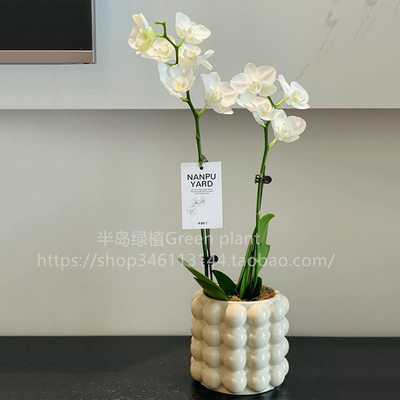 蝴蝶兰盆栽带花苞好养客厅摆件