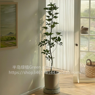 鸭脚木客厅大盆栽鸭掌木绿植高级感室内大型盆栽真绿植四季 盆栽