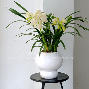 半岛植物 植物绿植办公室内 名贵香兰盆栽兰花带花苞发货花卉四季