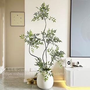 南天竹大型盆栽南天竺老桩绿植高级感客厅室内树办公室旺宅真植物