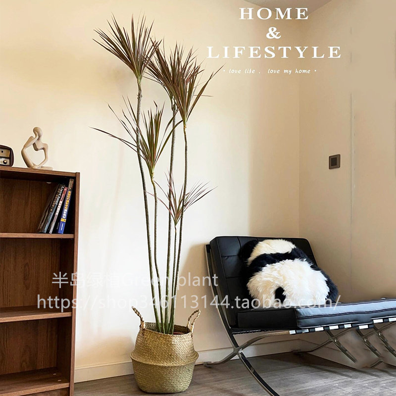 千年木客厅绿植室内大型好养植物七彩马尾铁办公室龙血树真大盆栽