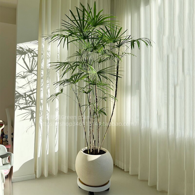 金山棕竹盆栽高级感大型绿植客厅室内植物办公室旺宅盆景四季好养