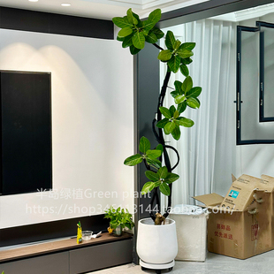 网红孟加拉榕盆栽大型室内客厅绿植黄金榕高山榕树落地真花旺宅树