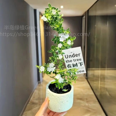 造型六月雪盆栽办公室内桌面摆件绿植茶几摆件四季开花好养花卉